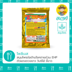 โพลีเบส
